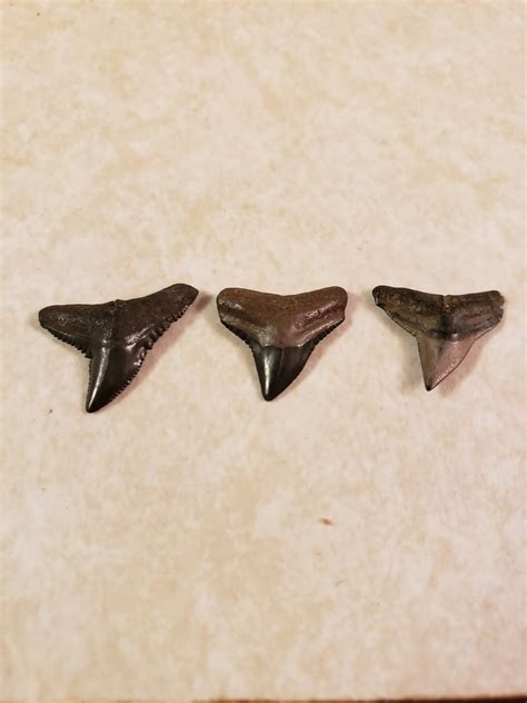 Dusky or Bull Shark Teeth? - Fossil ID - The Fossil Forum