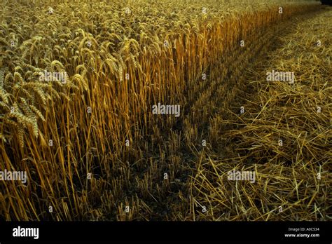 Barley crop being harvested Stock Photo - Alamy