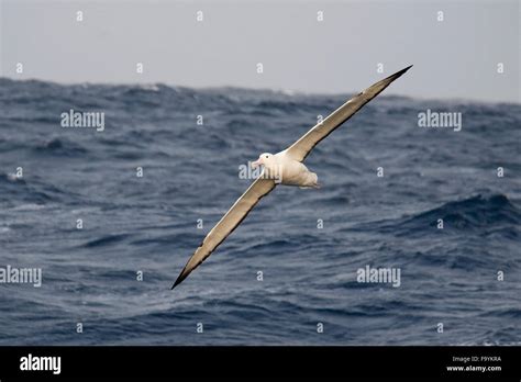 southern royal albatross (Diomedea epomophora), gliding with large wingspan, Drake Passage ...