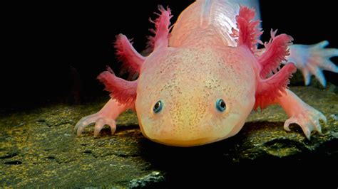 Is a blue axolotl rare? - Rankiing Wiki : Facts, Films, Séries, Animes Streaming & entertainment