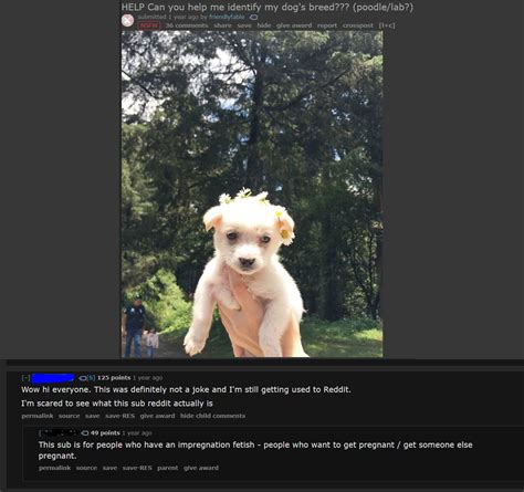 There was an attempt to find the dog breed : r/therewasanattempt