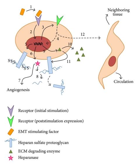 Model of how Heparan sulfate proteoglycans and heparanase participate... | Download Scientific ...