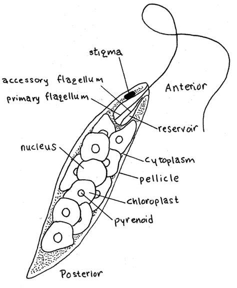 Spirostomum Under Microscope 400x