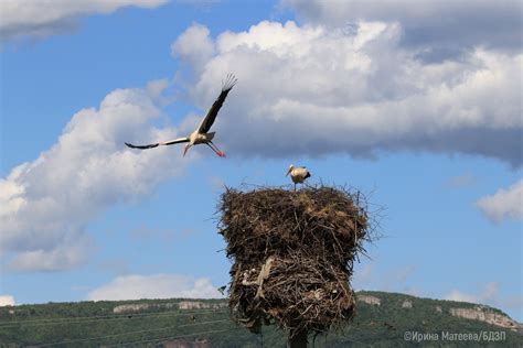 White stork | Атлас на гнездящите птици в България