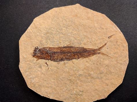 Nicely Preserved Knightia Fossil Fish Eocene Green River Fm, Wyoming (USA) – Jurassic-Dreams.com