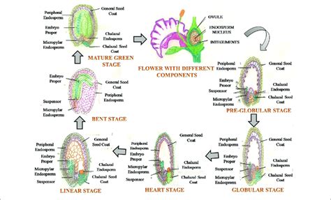 | A generalized view of seed development depicting various growth... | Download Scientific Diagram