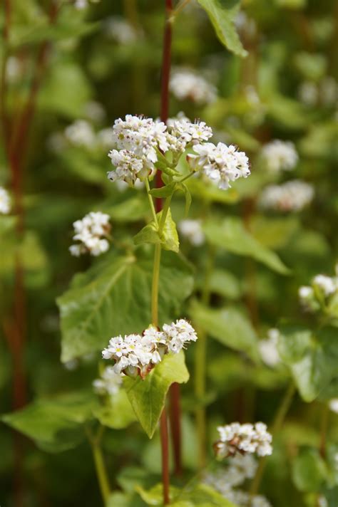 buckwheat - Growstuff