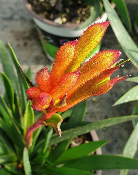 Anigozanthos 'Bush Fire™' Kangaroo Paw 6" Pot - Hello Hello Plants