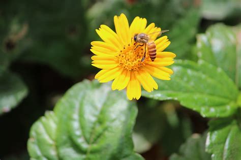 Honey bee, colour, flower, honeybee, nature, HD wallpaper | Peakpx