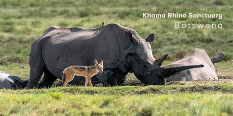 Khama Rhino Sanctuary Camp and Self-Drive Safari Guide