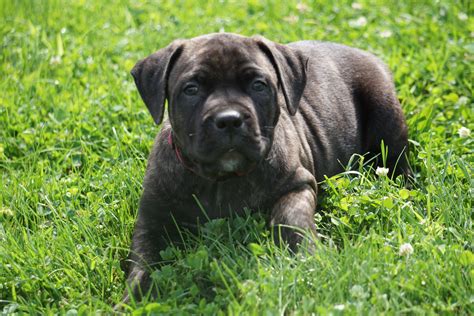 ICA Registered Boerboel Puppy For Sale Dundee OH Female Manhatten – AC ...