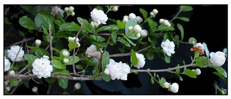 Sampaguita, Sampagita / Jasmin / Jasminum sambac: Herbal Therapy ...