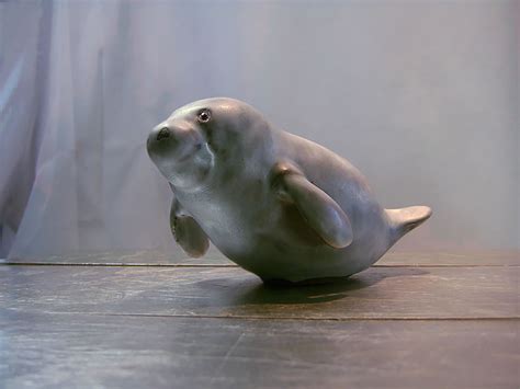 Baby Manatee