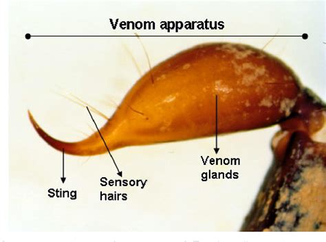 Figure 1 from Fine structural analysis of the stinger in venom ...