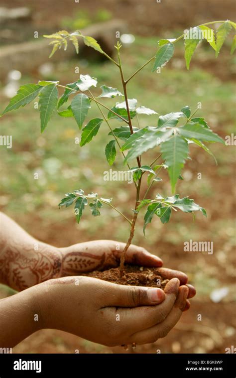 Neem Plant in hands Stock Photo - Alamy