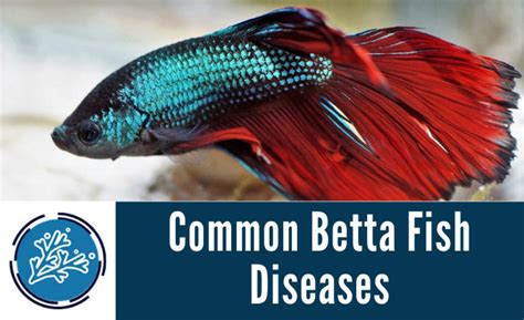 Betta Fish Care: Complete Guide on How to Take Care of a Betta Fish ...