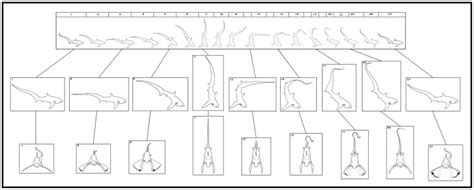 A motion animation (top) represents 1.08 s−1 of an event which was... | Download Scientific Diagram