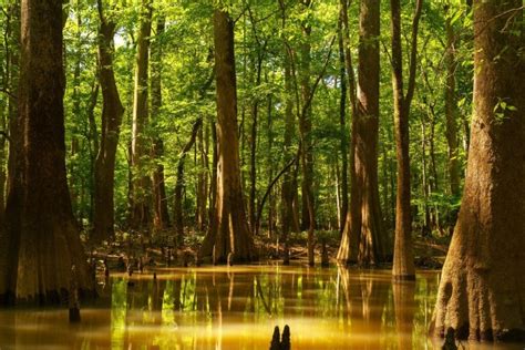 Visiting Congaree National Park: The Complete Guide For 2024 - National Park Obsessed