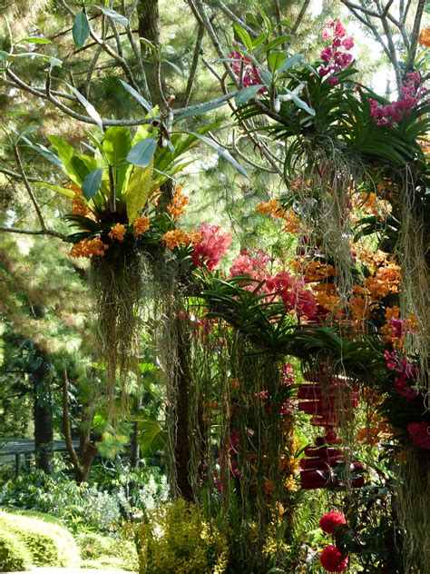 Orchid Botanical Garden, Singapore | Orchids garden, Beautiful gardens ...