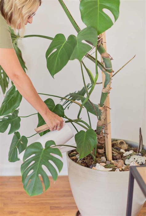 How to Care for Monstera Plants - A Beautiful Mess