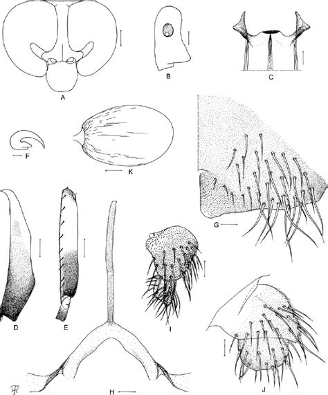 Female of S . ( G .) terengganuense sp. nov. (A) Head (antennae ...