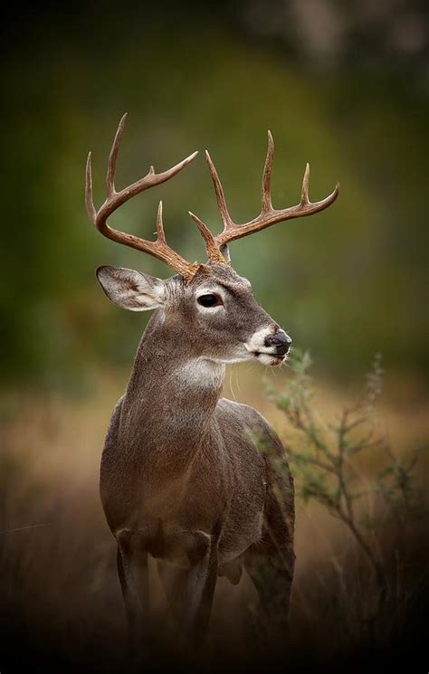 10 Point Whitetail Buck