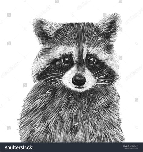 10,782 imágenes de Baby animals pencil drawing - Imágenes, fotos y vectores de stock | Shutterstock