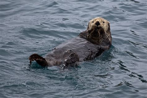 What are Keystone Species? | National Marine Sanctuary Foundation