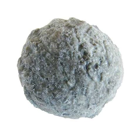 Fossil Porifera (sponge) Astylospongia praemorsa