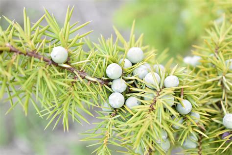 10 Various Species of Juniper Trees (With Pictures) | House Grail