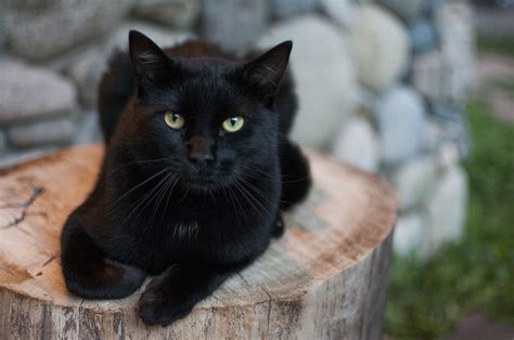 Bombay Cat Info, Personality, Kittens, Feeding, Pictures