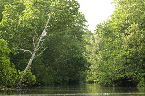 Hutan Mangrove Indonesia Terus Terkikis Manusia - Mongabay.co.id