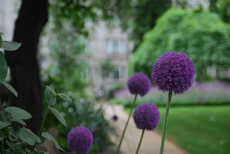 Allium Garden Borders