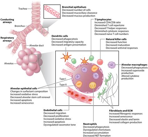 Aging and Lung Disease. - Abstract - Europe PMC