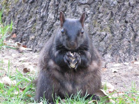 Melanism in gray squirrels. | How Long Do Squirrels Live?