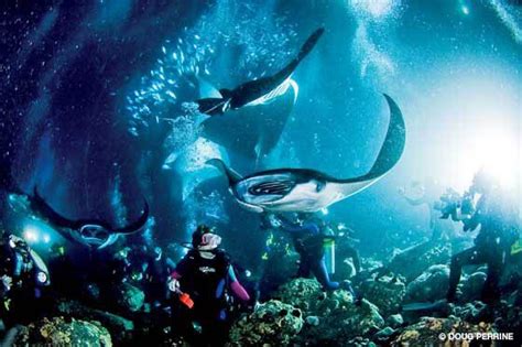 Manta Ray night dive in Kona, Hawaii! The most amazing encounter with the gentle giants of the ...