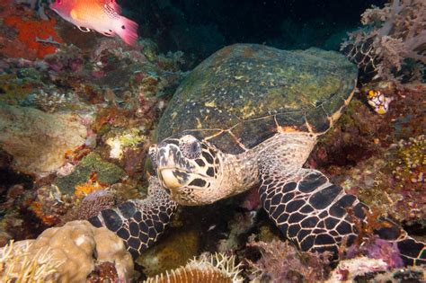 Diving Sogod Bay Southern Leyte Philippines: Sogod Bay Photos