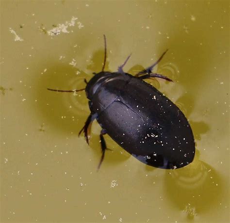 Water Beetle - Learn About Nature