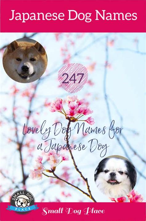 247 Japanese Dog Names Along with Their Meanings