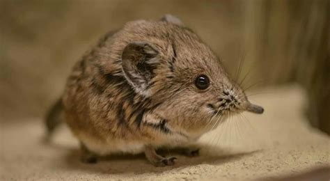 Tiny elephant shrew rediscovered in Africa after 50 years