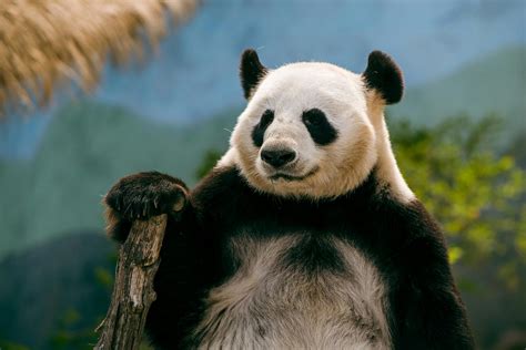 The Amazing Qinling Panda: Learning the Hidden Life of China’s Unique ...