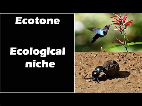 Definition of ecotone - holoserfloor