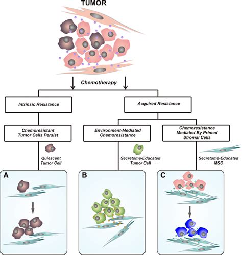 Scheme of possible outcomes following chemotherapy treatment. There are ...