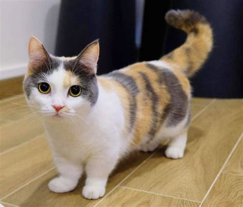 Munchkin Cats