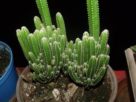 12 Types of Cactus you can Grow at Home - Listovative | Mini cactus plants, Cactus plants ...