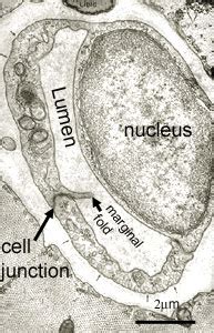 Circulatory System: The Histology Guide