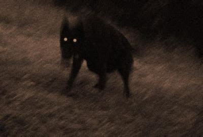 Britain's Black Dog Legends - 7 Spooky Canines & Hellhounds - David ...