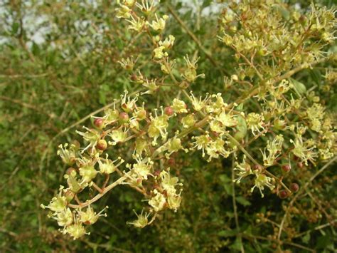 African Plants - A Photo Guide - Lawsonia inermis L.