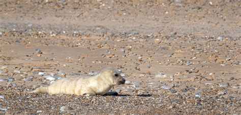 First grey seal pup of the season born at England’s largest colony