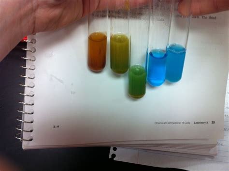 These test tubes were used for the Benedict's Reagent Test. These test tubes have water, glucose ...